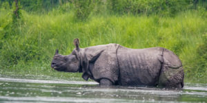 Chitwan National Park