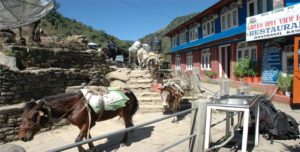 Ghorepani Poonhill Trekking